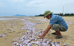 Hàng tấn ngao tím chết dạt vào bờ biển Hà Tĩnh