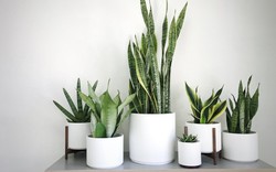 5 loại cây văn phòng giúp mắt đỡ mỏi khi nhìn màn hình máy tính
