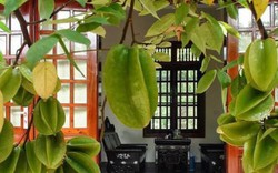 Vì sao nhiều gia đình trồng cây khế trong sân? Hóa ra không chỉ để lấy quả
