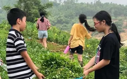 Tổng Chủ biên chương trình giáo dục trải nghiệm: Không bắt buộc đưa học sinh đi xa trải nghiệm