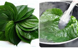 Lá trầu không có tác dụng gì?