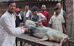Phát hiện loạt cá lạ có con nặng tới 45kg sau lũ Nepal, người ăn vào bị ốm: Chính quyền lập tức cảnh báo