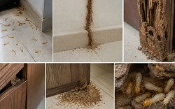 Phát hiện tổ mối trong nhà nên làm gì đầu tiên?