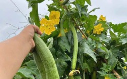 1 thứ trên cây mướp là "báu vật" dưỡng gan, mắt và da nhưng hiếm ai biết!