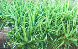 Lời khuyên đến tất cả các gia đình đang trồng cây nha đam