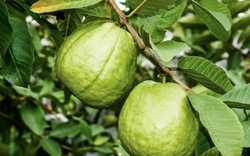 Lời khuyên đến tất cả các gia đình đang trồng cây ổi
