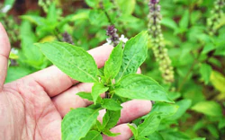 Lời khuyên đến tất cả các gia đình đang trồng cây húng quế