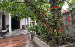 Lời khuyên đến tất cả các gia đình đang trồng cây sung