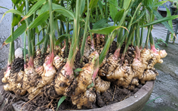 6 lợi ích khi trồng gừng trong nhà