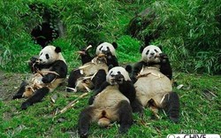 Chùm ảnh: Khoảnh khắc động vật ngộ nghĩnh