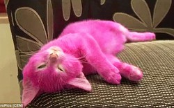 Chú mèo chết vì bị chủ nhân nhuộm hồng để đi dự tiệc
