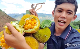 Việt Nam có loại quả mọc dại bán với giá hàng trăm nghìn 1 ký, hương vị cực độc lạ và quá trình hái không dễ tí nào