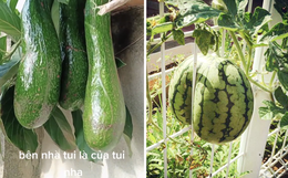 Những lần trái cây Việt Nam ra hoa kết quả vô cùng éo le, gia chủ bất lực không biết phải thu hoạch làm sao