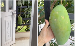 Cây xoài "phản chủ" nhất Việt Nam: Mọc quả khổng lồ nhưng toàn treo hết sang nhà bên cạnh, cô hàng xóm không hái ăn cũng uổng!
