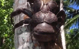 Loài "quái vật" trên cây dừa khiến nhiều người sợ hãi nhưng lại là đặc sản hiếm có, ở Việt Nam có tiền cũng khó lòng mua được