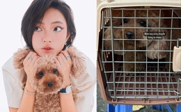 Nỗi buồn ngày 27 Tết của Châu Bùi: Nghẹn ngào chia sẻ cún cưng gặp tai nạn trên chuyến bay về Hà Nội