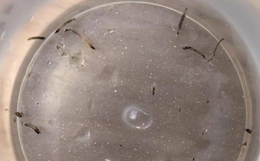 Bé gái nôn ra 'giun' sống suốt một tháng, nguyên nhân khiến chuyên gia cũng sốc