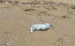 Không phải cá mập, sinh vật to như con mèo "xâm chiếm" bãi biển khiến du khách gào thét tháo chạy