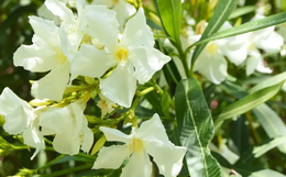 4 loại cây cảnh nhà nào dại lắm mới dám trồng khi có con nhỏ