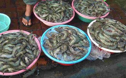 Chủ tiệm hải sản nói thẳng: “Chỉ người không biết mới mua 4 loại tôm này, cực hại sức khỏe, nhớ tránh xa"
