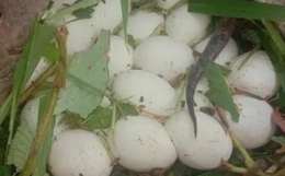 Tưởng tìm được nấm trong rừng, người phụ nữ vừa đưa tay ra hái thì hét lớn, chứng kiến cảnh ám ảnh