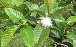 Hiện tượng cây ổi nở hoa
