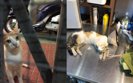 Bị tố đánh bả 20 con mèo hoang, nhà hàng steak ở TP.HCM thừa nhận: "Không từ ngữ nào có thể bào chữa cho hành động này của mình"
