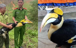 Chim lạ bay vào sân, người dân Nghệ An lập tức báo chính quyền - hóa ra là “báu vật” của rừng xanh