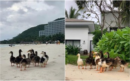 Đàn vịt bị lũ cuốn ở Nha Trang "vượt biển" hơn 3,5km, cập bến vào Vinpearl đổi đời