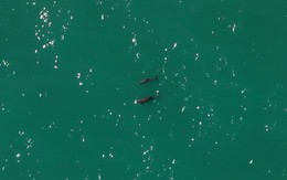 Loài vật quý hiếm bậc nhất thế giới, chỉ còn lại đúng 10 con