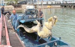 Người dân bắt được cá sấu khổng lồ dài 4 mét, nặng 500kg