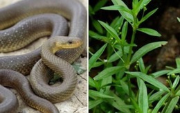 4 loại cây dụ rắn bò vào nhà, 3 loại cây rắn sợ run bần bật, không dám tới gần