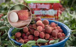 Từng chạm mốc 400.000 đồng/kg, cận cảnh cây vải tổ khiến nhiều người bất ngờ về giống vải trứng