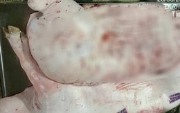 Kết luận cuối cùng vụ C.P. Việt Nam bị tố bán heo bệnh