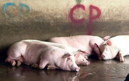 Bộ Công an làm rõ động cơ phát tán hình ảnh tố C.P. Việt Nam bán thịt heo bệnh