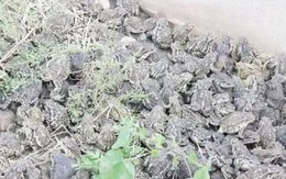 Nuôi loài vật xấu xí, anh nông dân nhẹ nhàng kiếm gần 70 tỷ đồng/năm