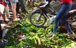 Dẫm đạp lên thảm cỏ, xả rác ra đường: Bị phạt đến 2 triệu đồng, buộc khôi phục lại tình trạng ban đầu