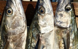 5 loại cá tích tụ thủy ngân nhiều bậc nhất