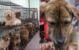 Chó mèo bị chủ vứt bỏ gần Tết, gặp nạn và bị bạo hành tăng đột biến: Các trạm "cầu cứu"