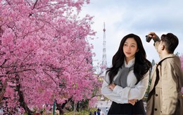 Đang phát điên vì hoa mai anh đào Đà Lạt!