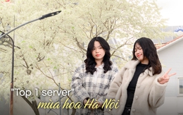 Cả Hà Nội phát sốt vì những cây hoa này: Chỗ đẹp như ngôn tình, nơi đã xác xơ - đi nhầm phí công vô ích!