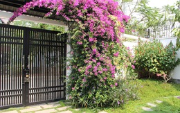 Lời khuyên đến những gia đình đang trồng hoa giấy