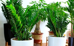 Lời khuyên đến những gia đình đang trồng kim tiền