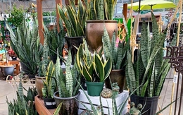 Lời khuyên đến những gia đình đang trồng cây lưỡi hổ