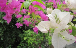 Lời khuyên chân thành đến những gia đình đang trồng cây hoa giấy