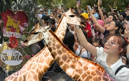 ĐỘC LẠ NGÀY LỄ: Biển người đổ bộ Thảo Cầm Viên từ sớm chỉ để... dự đám cưới hươu cao cổ!