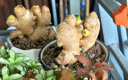 5 lý do nên trồng gừng trong nhà