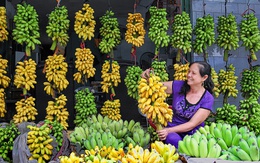 Loại quả ngon nhất thế giới của Việt Nam: Chỉ có ở Ninh Bình, vào mùa là hết sạch, phải đặt trước mới có