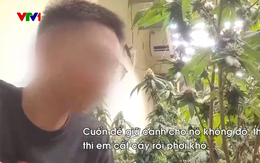 Triệt phá đường dây trồng, chế biến cần sa tại nhà ngay giữa Thủ đô