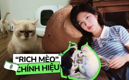 "Rich mèo" có máy đi vệ sinh tự động hơn 12 triệu, được thuê hẳn phòng trọ riêng: Tình trạng túi tiền của các "con sen"
